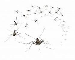 Swarms of Mosquitoes