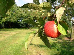 El niٌo y el لrbol de manzana