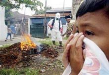 Indonesian boy dies of bird flu 