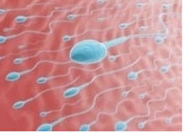 Le jene affecte-t-il le taux des spermatozodes 