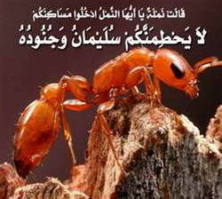 القرآن الكريم.. وكلام النمل
