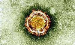 New coronavirus can spread between humans, says WHO official