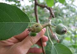  Rgles concernant les fruits endommags