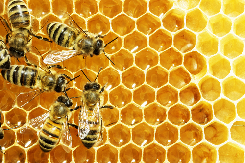 The Miracle of Honey as an Alternative Medicine