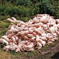 حوار حول "لقاح انفلونزا الخنازير"