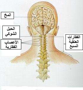 آلام الرقبة أسبابها وكيفية الوقاية منها موقع مقالات إسلام ويب