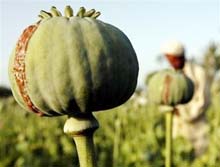 Report to show Afghan opium rise 