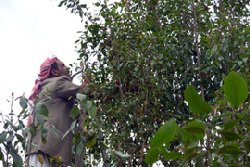 Yemen between qat and food   